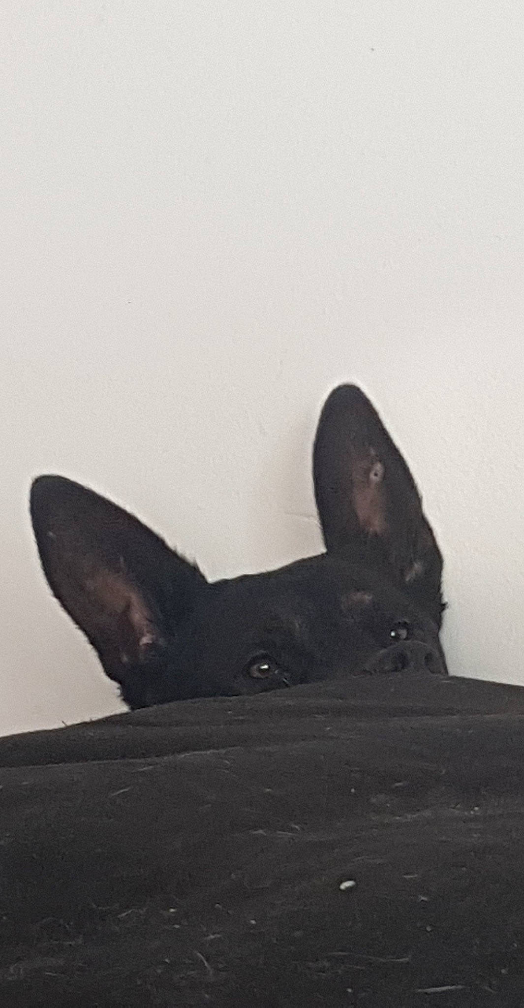 Olivette participe au concours pour gagner de l'argent avec cette photo : air_travel, aircraft, airplane, art, aviation, fin, flight, grey, marine_mammal, metal, propeller, sculpture, shark, sky, tail, toy, vehicle, whiskers, wing, wood