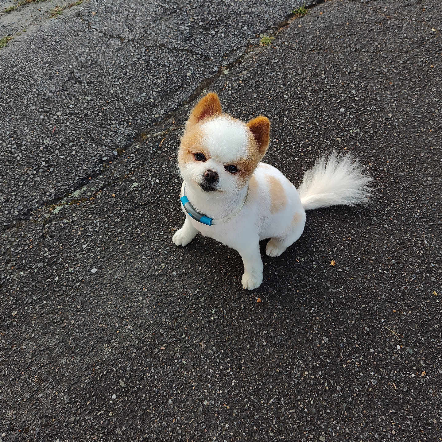 Teddy is registered to the contest to win money with this photo: adorable, animal, asphalt, collar, companion, curious, cute, daylight, dog, fluffy_tail, groomed, ground, looking_up, outdoor, pavement, pet, sitting, small_dog, tan_fur, white_fur