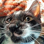 Zorro participe au concours pour gagner de l'argent avec cette photo : cat, close_up, whiskers, black_and_white, curious, eyes, face, pet, feline, animal, knitted_blanket, orange, texture, cozy, indoor, fur, nose, portrait, cute, domestic_animal