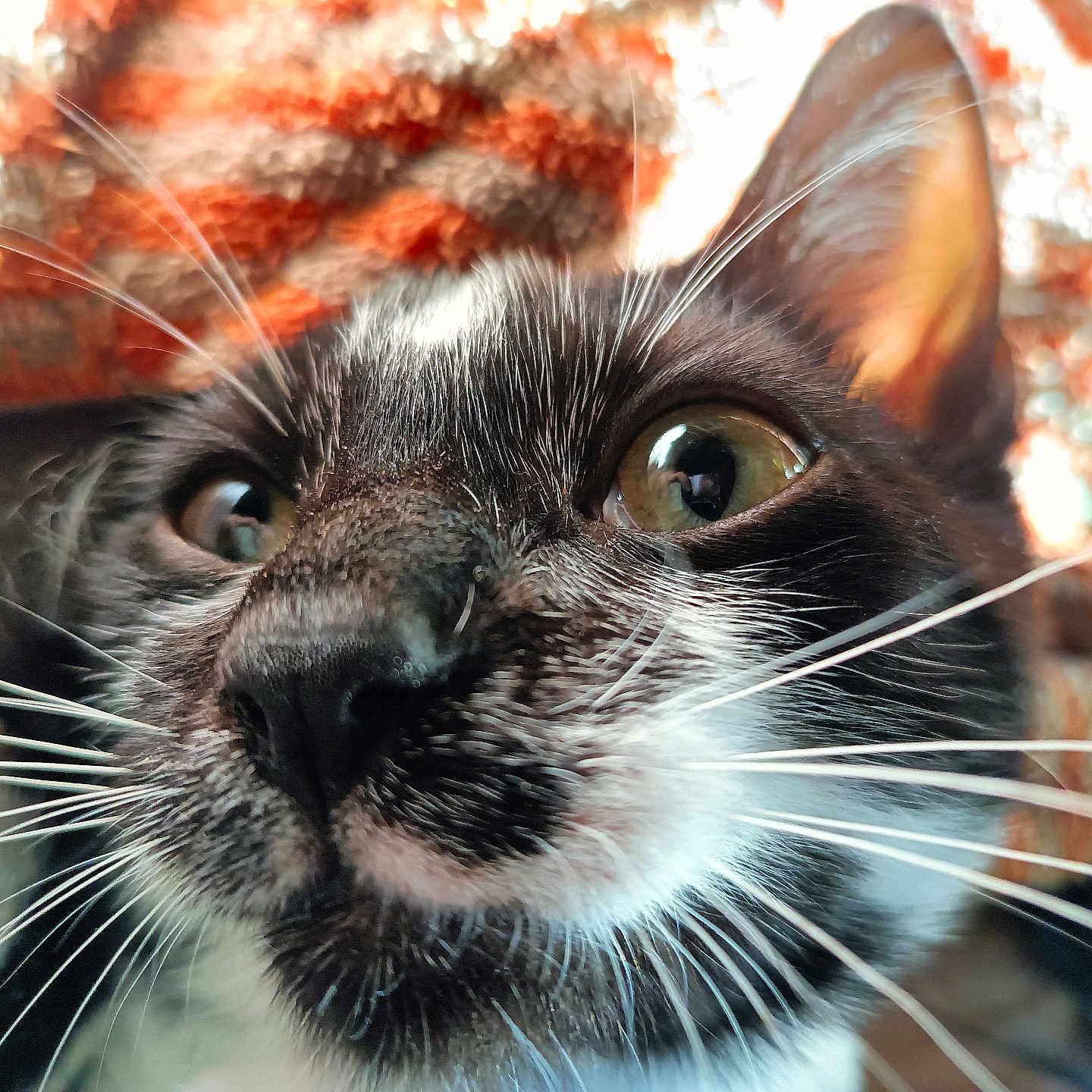 Zorro participe au concours pour gagner de l'argent avec cette photo : cat, close_up, whiskers, black_and_white, curious, eyes, face, pet, feline, animal, knitted_blanket, orange, texture, cozy, indoor, fur, nose, portrait, cute, domestic_animal
