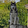 Azzaro participe au concours pour gagner de l'argent avec cette photo : alert, animal, backyard, blue_sky, canine, centered, dog, fence, foliage, garden, grass, greenery, outdoor, pet, portrait, rooftop, siberian_husky, sitting, stump, trees