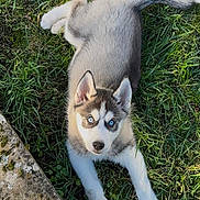 Azzaro participe au concours pour gagner de l'argent avec cette photo : puppy, dog, siberian_husky, grass, outdoor, blue_eyes, pet, animal, fur, cute, young, laying, nature, green, curious, face, ears, nose, whiskers, playful