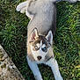 puppy, dog, siberian_husky, grass, outdoor, blue_eyes, pet, animal, fur, cute, young, laying, nature, green, curious, face, ears, nose, whiskers, playful