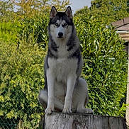 Azzaro a rejoint le concours — aidez-le/la à gagner de superbes lots ! animal, backyard, black_and_white_fur, blue_sky, canine, dog, foliage, garden, grass, greenery, nature, outdoor, pet, portrait, siberian_husky, sitting, staring, sunlight, tree_stump, upright_ears
