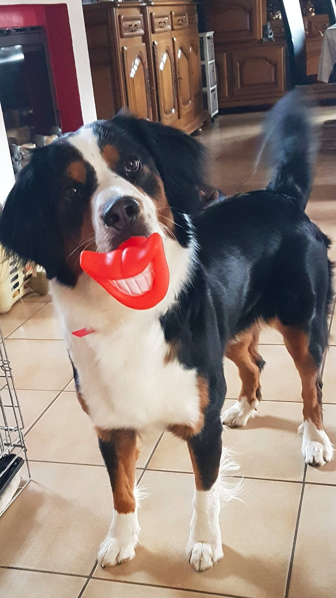 Lola a rejoint le concours — aidez-le/la à gagner de superbes lots ! ball, canidae, carnivore, collar, companion_dog, dog, dog_breed, dog_collar, dog_supply, door, flooring, fur, giant_dog_breed, human_leg, leash, snout, sporting_group, tail, working_animal, working_dog