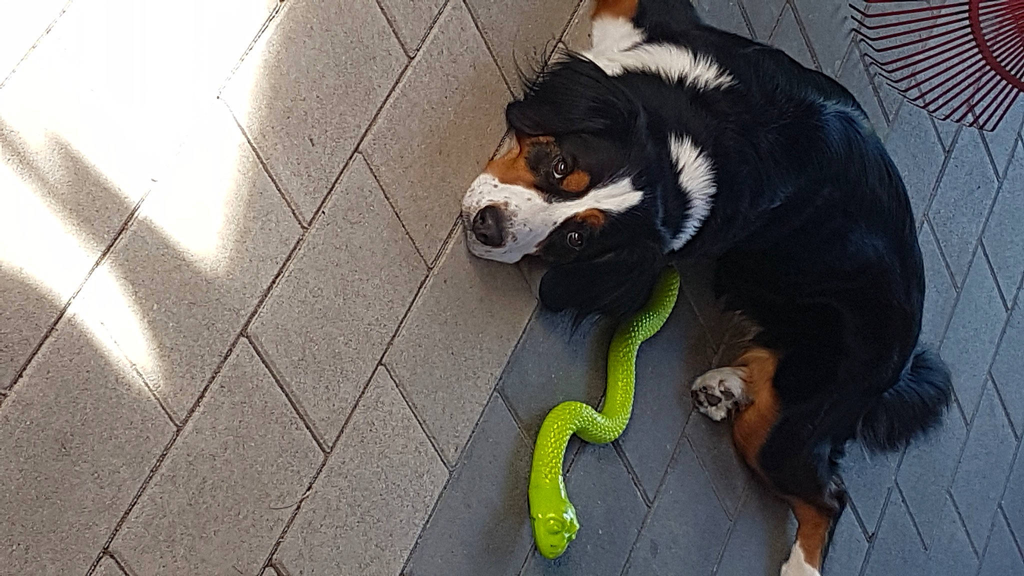 Lola a rejoint le concours — aidez-le/la à gagner de superbes lots ! asphalt, carnivore, collar, companion_dog, concrete, dog, dog_breed, dog_collar, dog_supply, flooring, fur, leash, paw, road_surface, sidewalk, snout, tail, toy, working_animal, working_dog