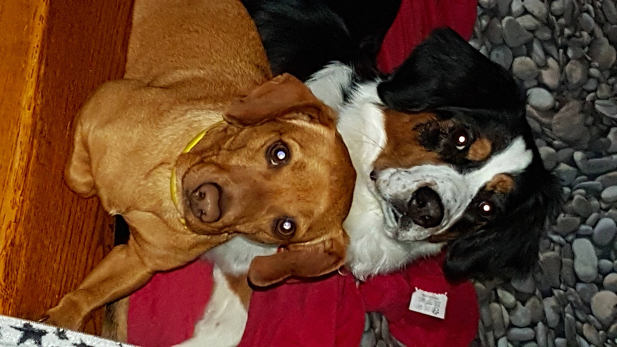 Lola participe au concours pour gagner de l'argent avec cette photo : basset_hound, canidae, carnivore, companion_dog, dog, dog_breed, fawn, fur, hat, liver, non_sporting_group, puppy, scent_hound, sporting_group, terrestrial_animal, whiskers, working_animal