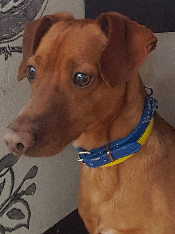 Lucky participe au concours pour gagner de l'argent avec cette photo : canidae, carnivore, collar, companion_dog, dog, dog_breed, dog_collar, dog_supply, ear, fawn, fur, hunting_dog, liver, pet_supply, snout, sporting_group, whiskers, working_animal, working_dog