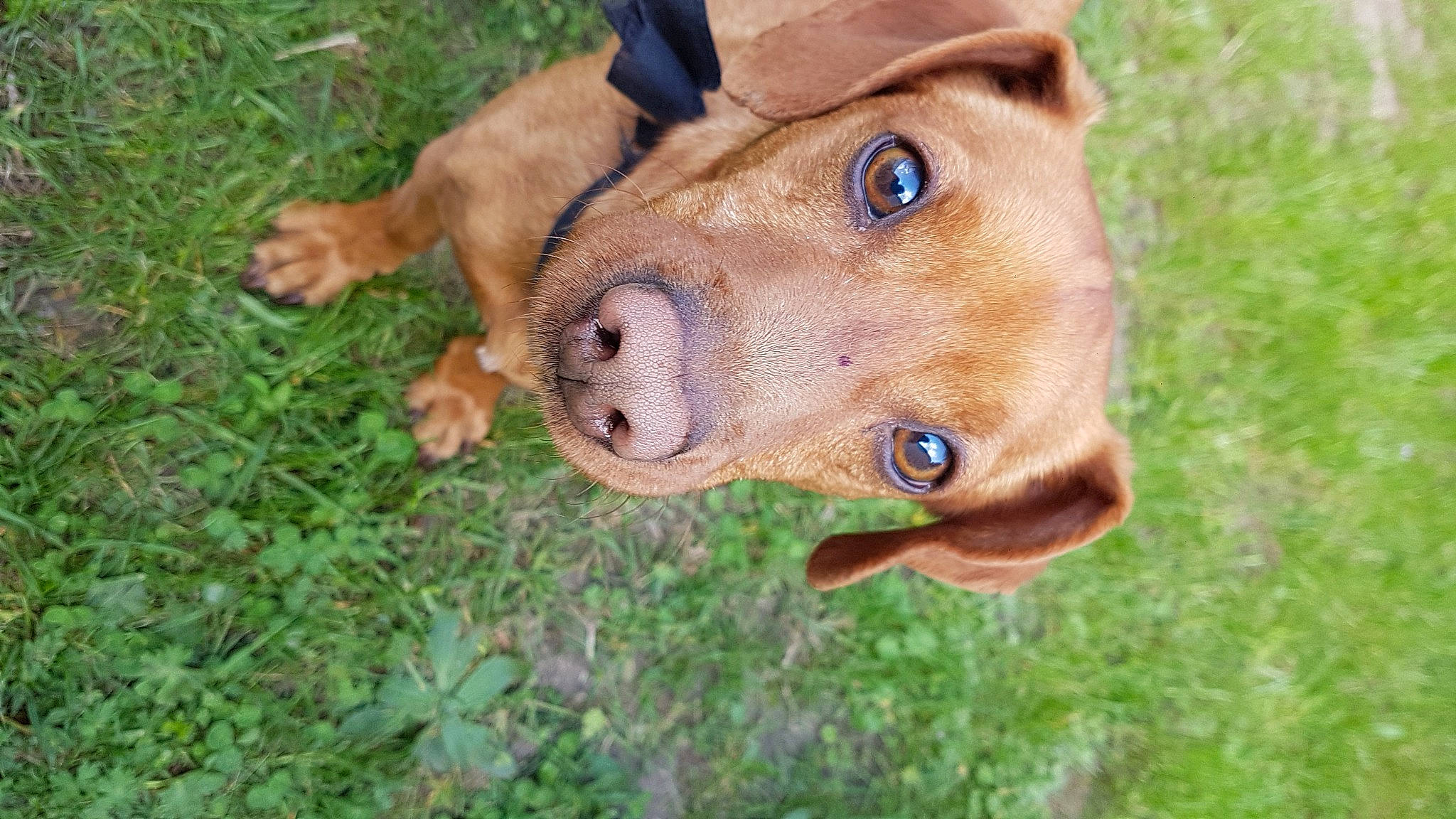 Lucky participe au concours pour gagner de l'argent avec cette photo : art, carnivore, collar, companion_dog, dog, dog_breed, dog_clothes, dog_collar, fawn, grass, guard_dog, hat, liver, molosser, plant, selfie, terrestrial_animal, whiskers, working_animal, wrinkle