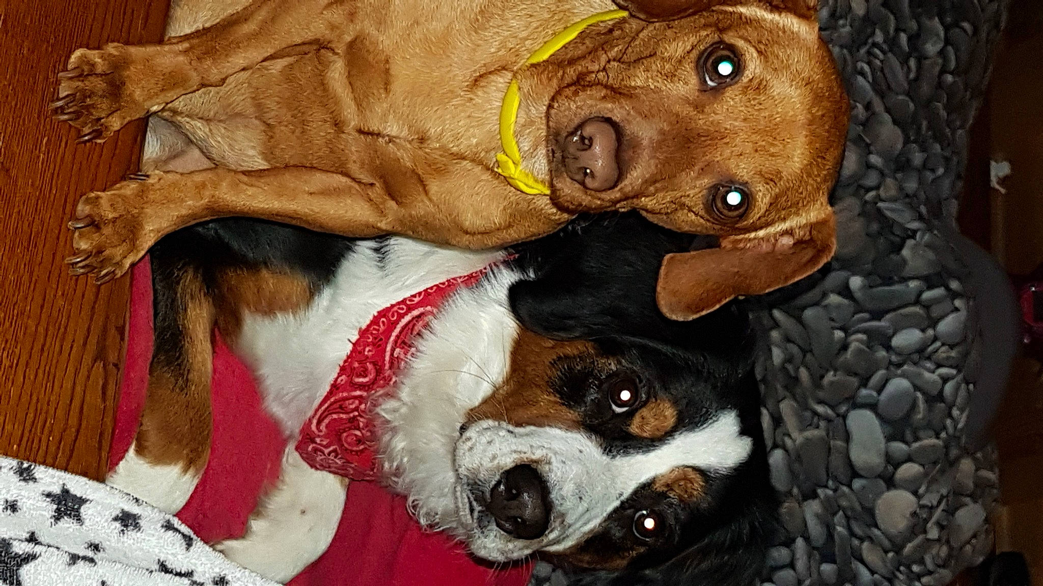 Lucky a rejoint le concours — aidez-le/la à gagner de superbes lots ! art, bernese_mountain_dog, canidae, carnivore, collar, companion_dog, dog, dog_breed, dog_collar, fawn, fur, hound, liver, pet_supply, puppy, scent_hound, snout, sporting_group, whiskers, working_animal