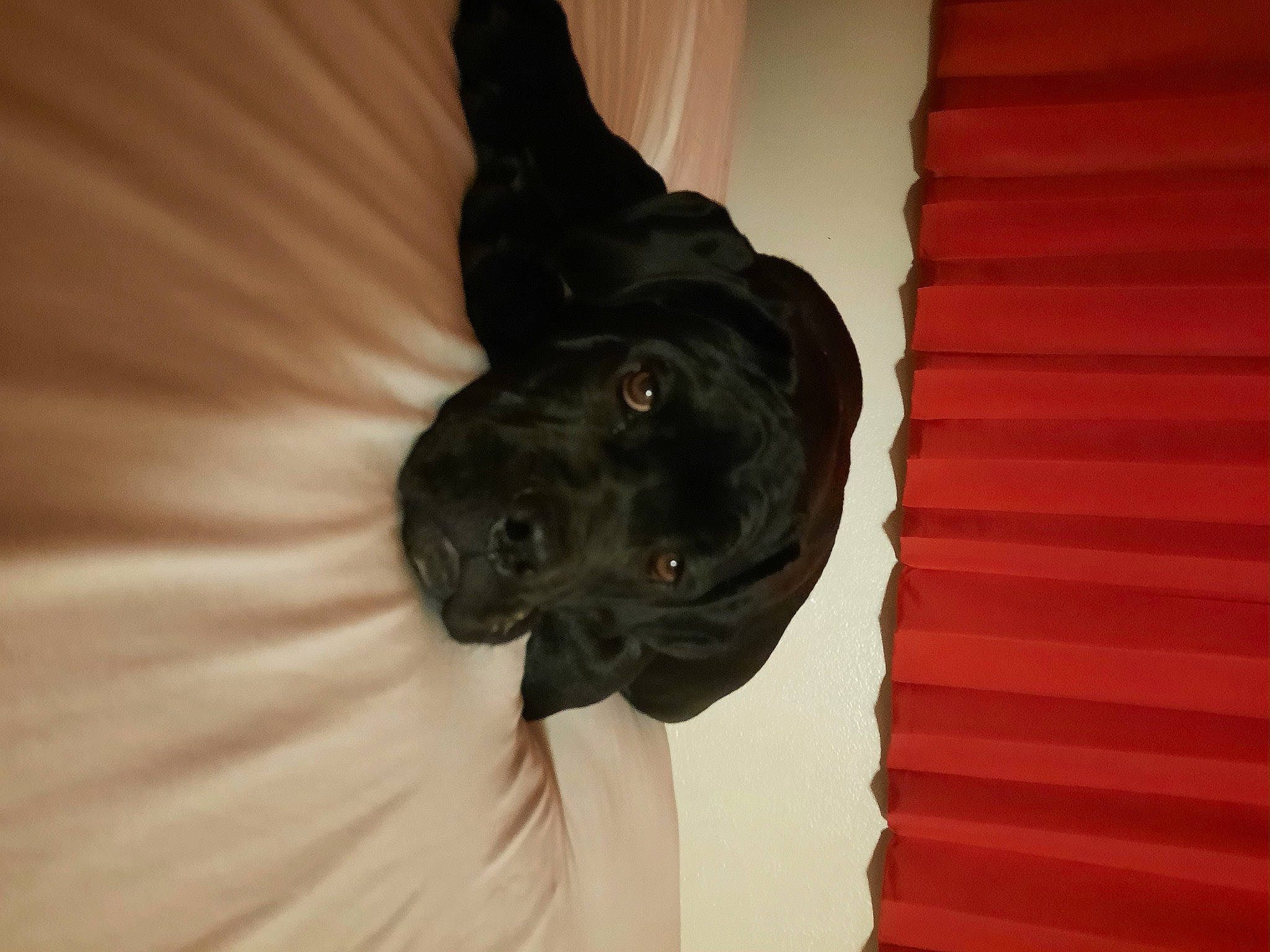 Fonzie is registered to the contest to win money with this photo: borador, canidae, carnivore, companion_dog, dog, dog_breed, dog_collar, fur, gesture, guard_dog, hardwood, non_sporting_group, pattern, snout, sporting_group, tail, tints_and_shades, whiskers, wood, working_animal