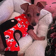 Lady joined the competition — help win amazing prizes! dog, puppy, clothing, red_outfit, skull_pattern, blanket, plush_toy, pink, white, fur_texture, pet_bed, indoors, cute, small_dog, canine, resting, cozy, looking_at_camera, animal, soft