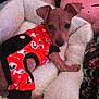 dog, puppy, clothing, red_outfit, skull_pattern, blanket, plush_toy, pink, white, fur_texture, pet_bed, indoors, cute, small_dog, canine, resting, cozy, looking_at_camera, animal, soft