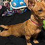 Lady joined the competition — help win amazing prizes! dog, brown_dog, pet, collar, bed, blanket, plush_toy, stuffed_animal, stretching, indoor, cute, alert, furry, animal, canine, companion, domestic_animal, resting, comfort, cozy