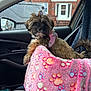 alloywheel, animal, blanket, canine, car, car_interior, carseat, carwheel, cushion, dog, homedecor, machine, pet, puppy, spoke, terrier, tire, transportation, vehicle, wheel