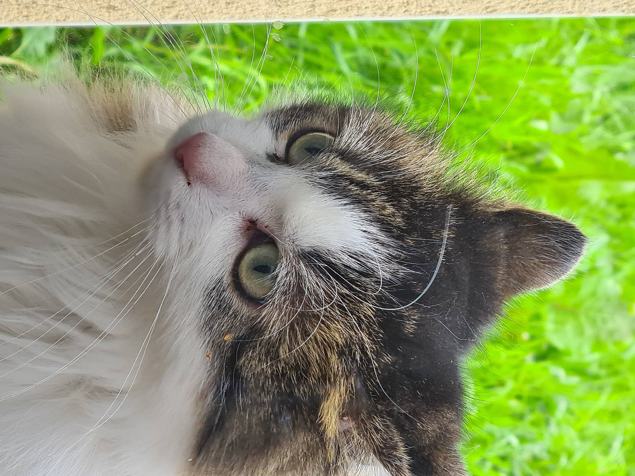 Cleopatre participe au concours pour gagner de l'argent avec cette photo : carnivore, cat, claw, close_up, domestic_short_haired_cat, eye, fawn, felidae, fur, grass, head, herb, paw, plant, small_to_medium_sized_cats, snout, tail, terrestrial_animal, whiskers, wildlife