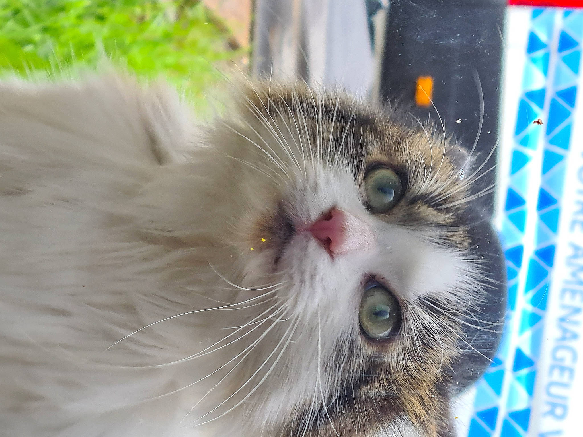 Cleopatre participe au concours pour gagner de l'argent avec cette photo : carnivore, cat, domestic_short_haired_cat, felidae, fur, paw, photo_caption, plant, small_to_medium_sized_cats, snout, whiskers, window