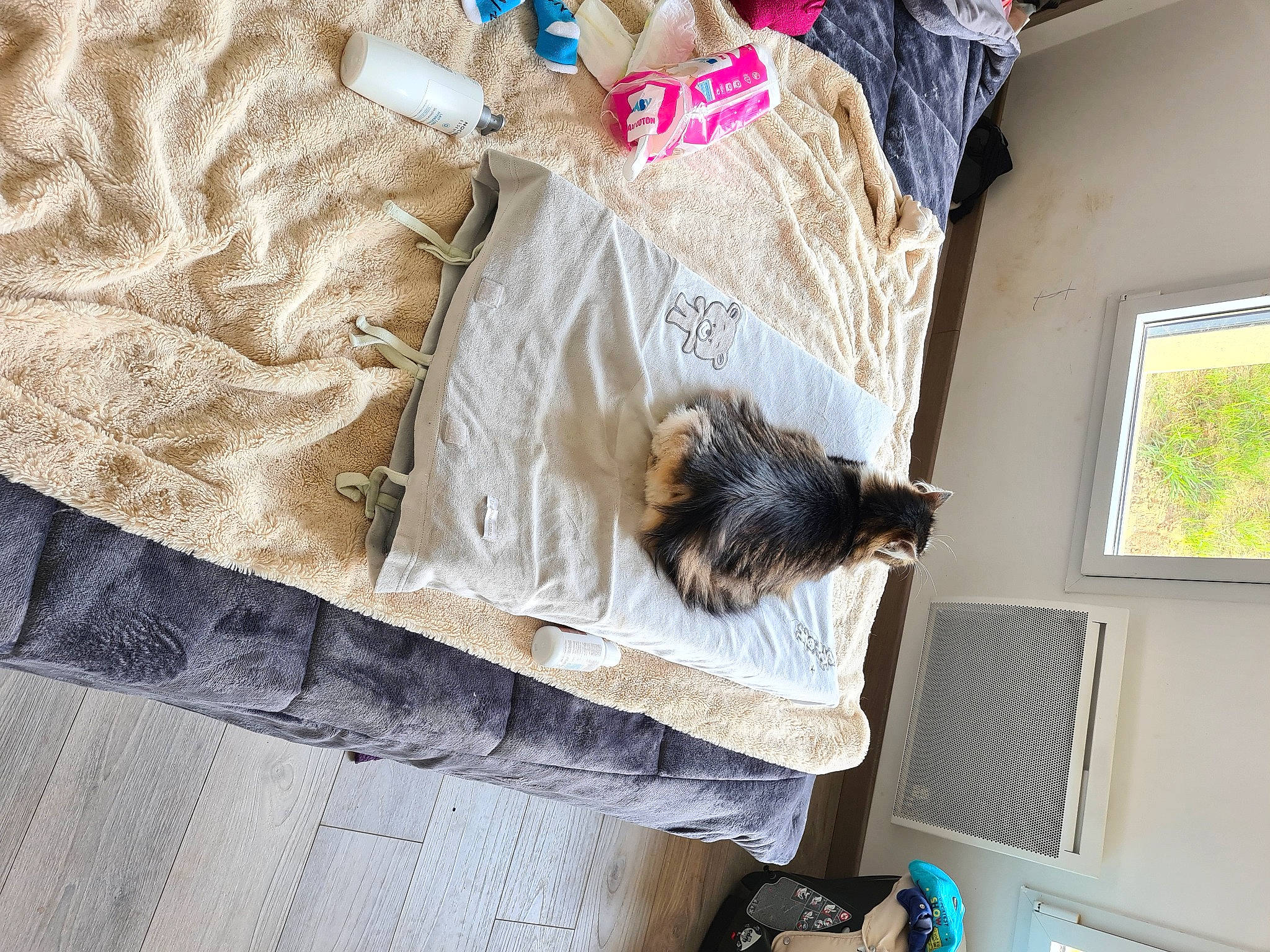 Cleopatre participe au concours pour gagner de l'argent avec cette photo : cat, comfort, companion_dog, dog_breed, felidae, flooring, fur, grey, house, linens, pattern, plant, room, small_to_medium_sized_cats, sporting_group, tail, tree, whiskers, window, wood