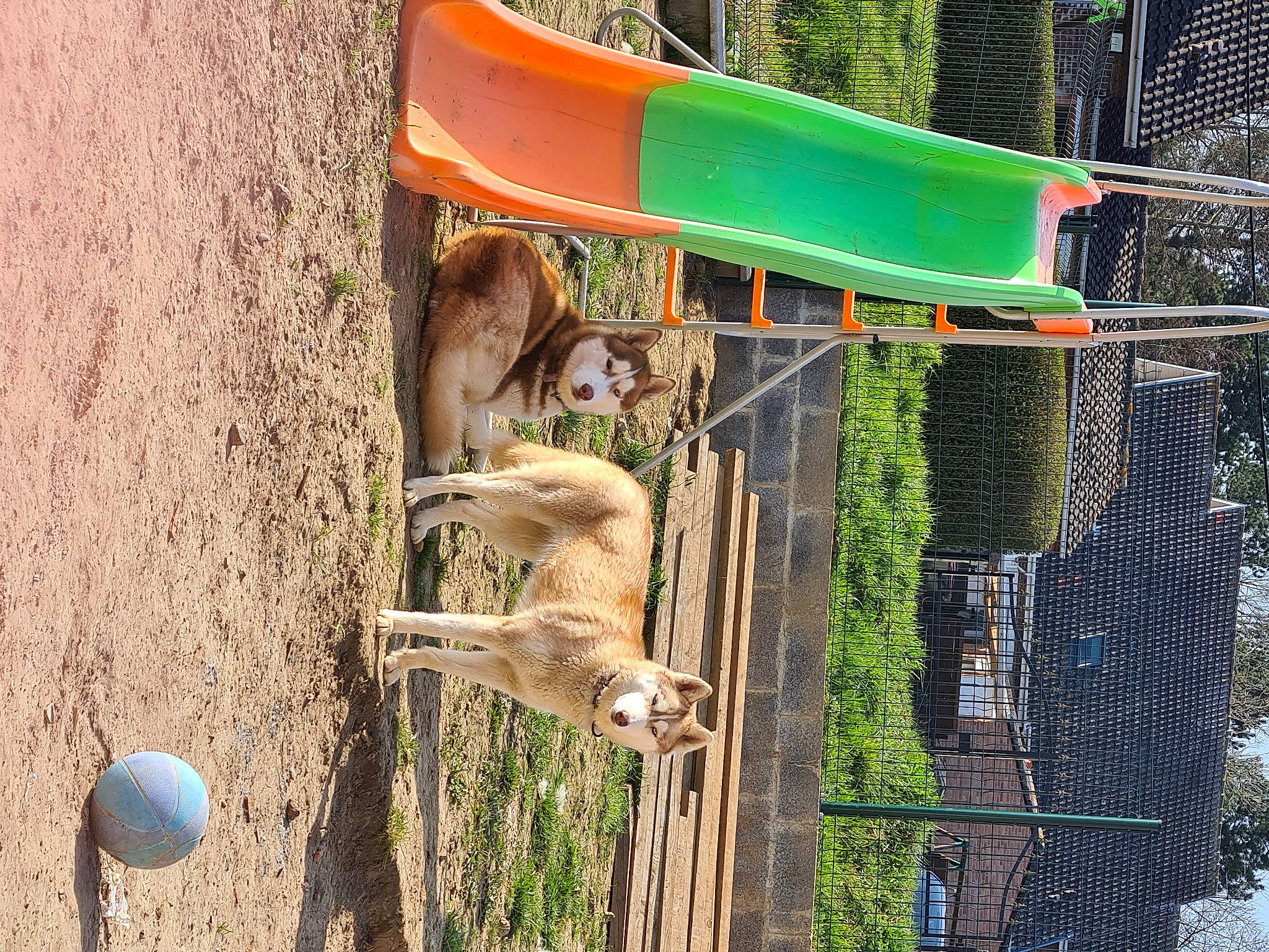 Roselia a rejoint le concours — aidez-le/la à gagner de superbes lots ! ball, bird_feeder, bird_supply, carnivore, chute, dog, fawn, fun, grass, leisure, mammal, mesh, pet_supply, plant, playground_slide, recreation, tree, vertebrate, wildlife, wood