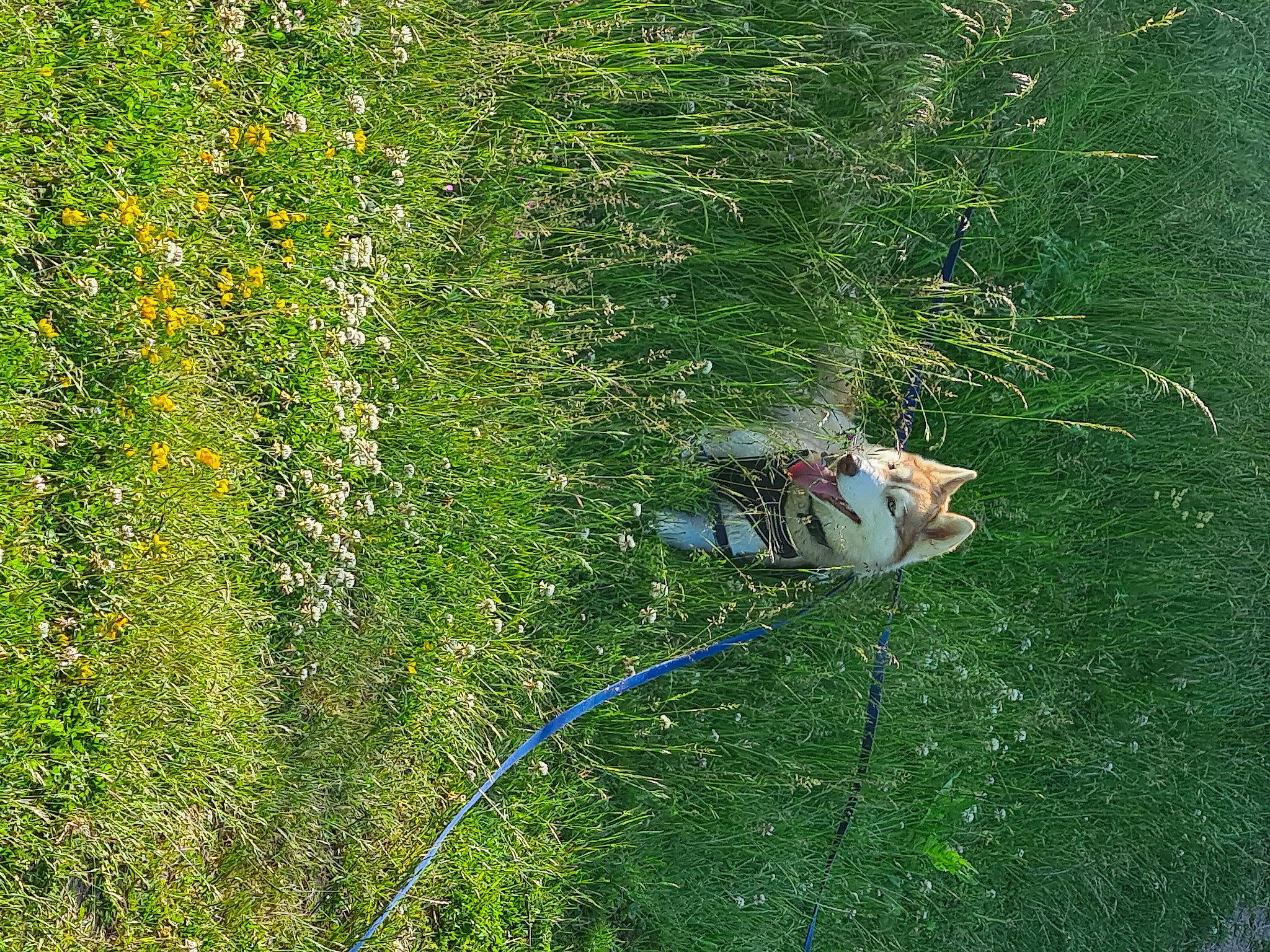 Roselia a rejoint le concours — aidez-le/la à gagner de superbes lots ! annual_plant, flower, garden, grass, grass_family, grassland, groundcover, herbaceous_plant, landscape, lawn, leaf, meadow, natural_landscape, pasture, people_in_nature, plant, prairie, recreation, shrub, terrestrial_plant