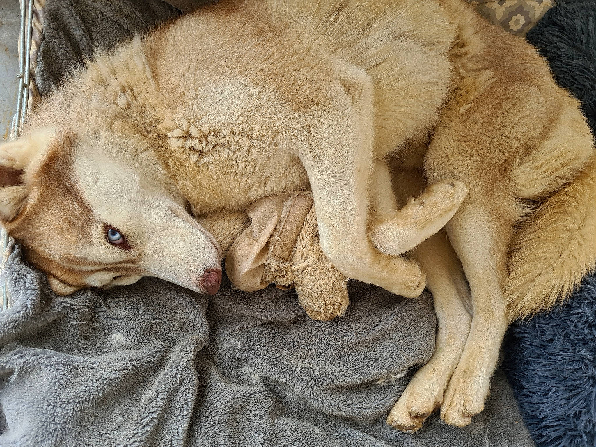 Roselia a rejoint le concours — aidez-le/la à gagner de superbes lots ! carnivore, claw, comfort, dog_breed, fawn, felidae, fur, linens, mammal, mustelidae, nap, paw, small_to_medium_sized_cats, snout, sporting_group, tail, terrestrial_animal, vertebrate, whiskers, wildlife