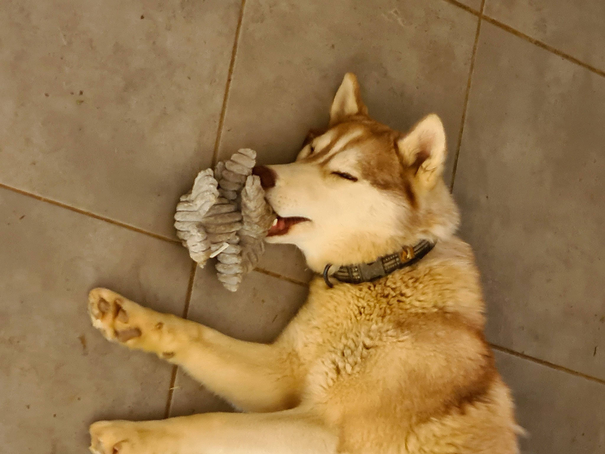 Roselia a rejoint le concours — aidez-le/la à gagner de superbes lots ! ancient_dog_breeds, canidae, canis, carnivore, companion_dog, dog, dog_breed, fawn, fur, paw, siberian_husky, sled_dog, snout, sporting_group, street_dog, tail, terrestrial_animal, wolf, working_animal, working_dog