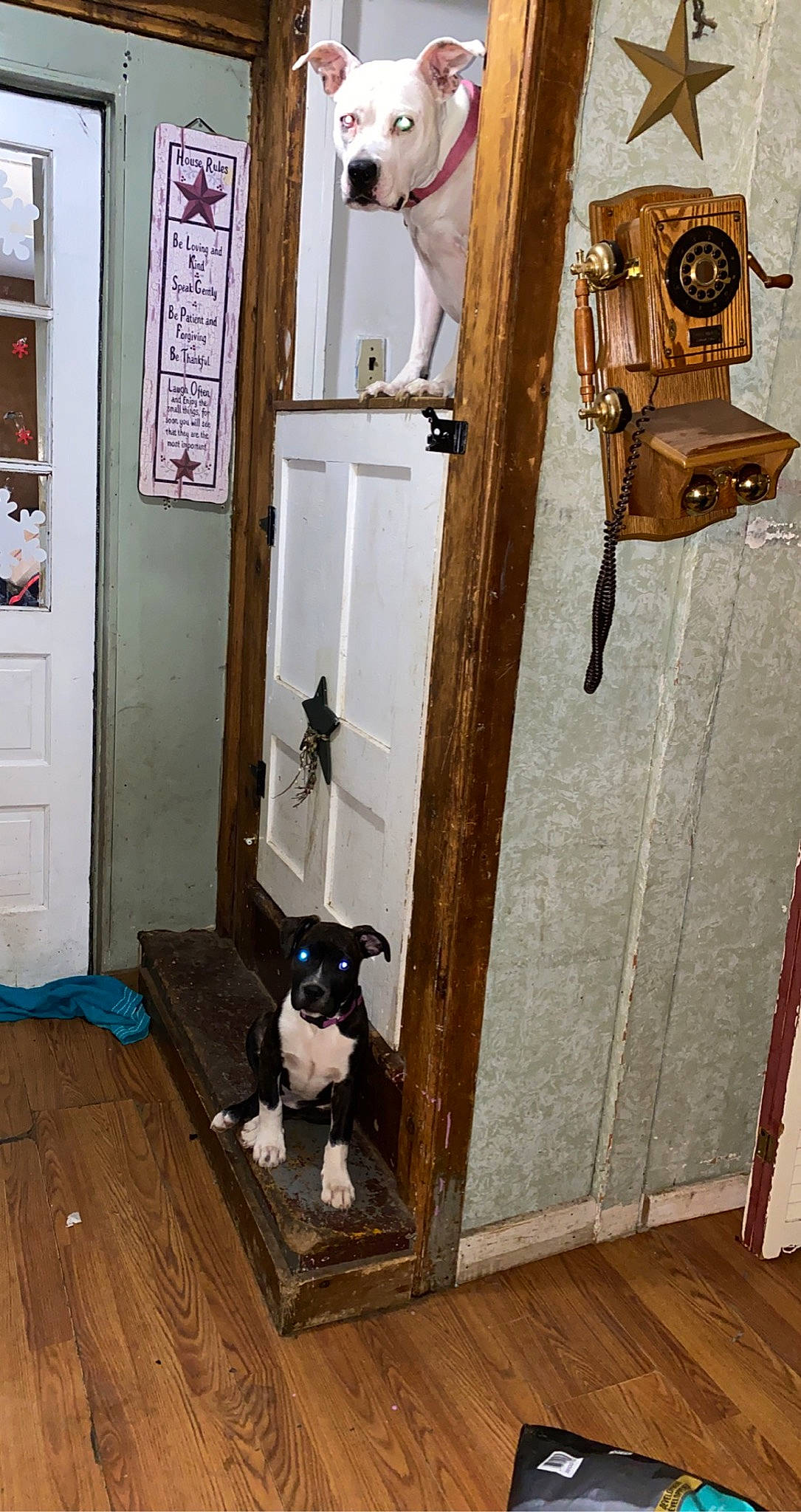 Rosie Marie is registered to the contest to win money with this photo: canidae, carnivore, companion_dog, dog_breed, door, door_handle, fixture, floor, flooring, handle, hardwood, home_door, laminate_flooring, pet_supply, plywood, sporting_group, wood, wood_flooring, wood_stain, working_animal