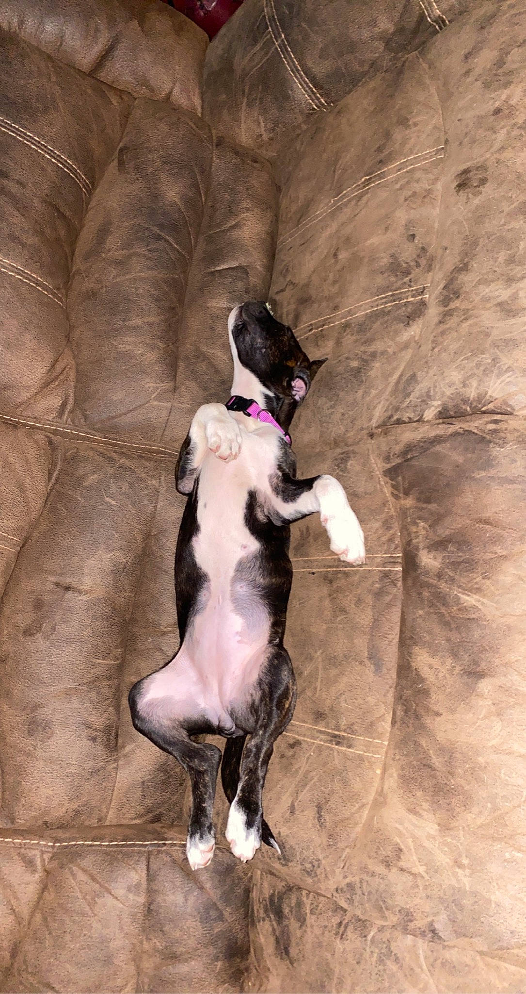 Rosie Marie joined the competition — help win amazing prizes! canidae, carnivore, companion_dog, dog, dog_breed, liver, magyar_agar, non_sporting_group, paw, sighthound, snout, sporting_group, tail, terrestrial_animal, working_animal, working_dog