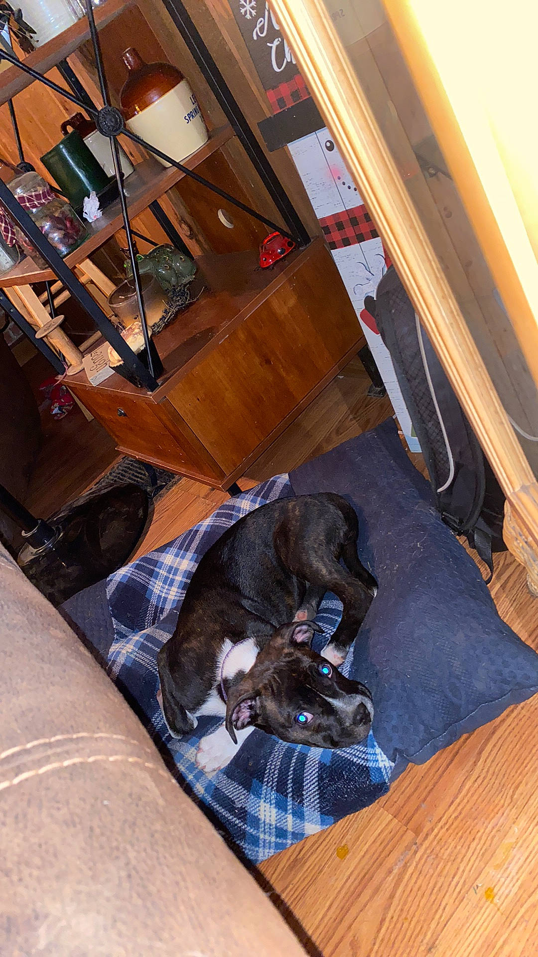 Rosie Marie joined the competition — help win amazing prizes! baggage, canidae, carnivore, comfort, companion_dog, dog, dog_bed, dog_breed, hardwood, liver, paw, pet_supply, plaid, plywood, sporting_group, tartan, varnish, wood_stain, working_dog