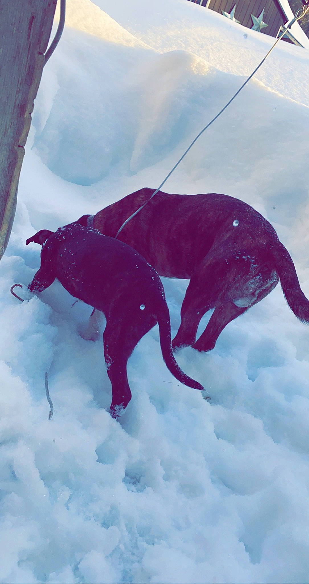 Rosie Marie is registered to the contest to win money with this photo: canidae, carnivore, collar, companion_dog, dog, dog_breed, dog_collar, freezing, geological_phenomenon, guard_dog, hunting_dog, leash, liver, snout, snow, sporting_group, tail, winter, working_animal, working_dog