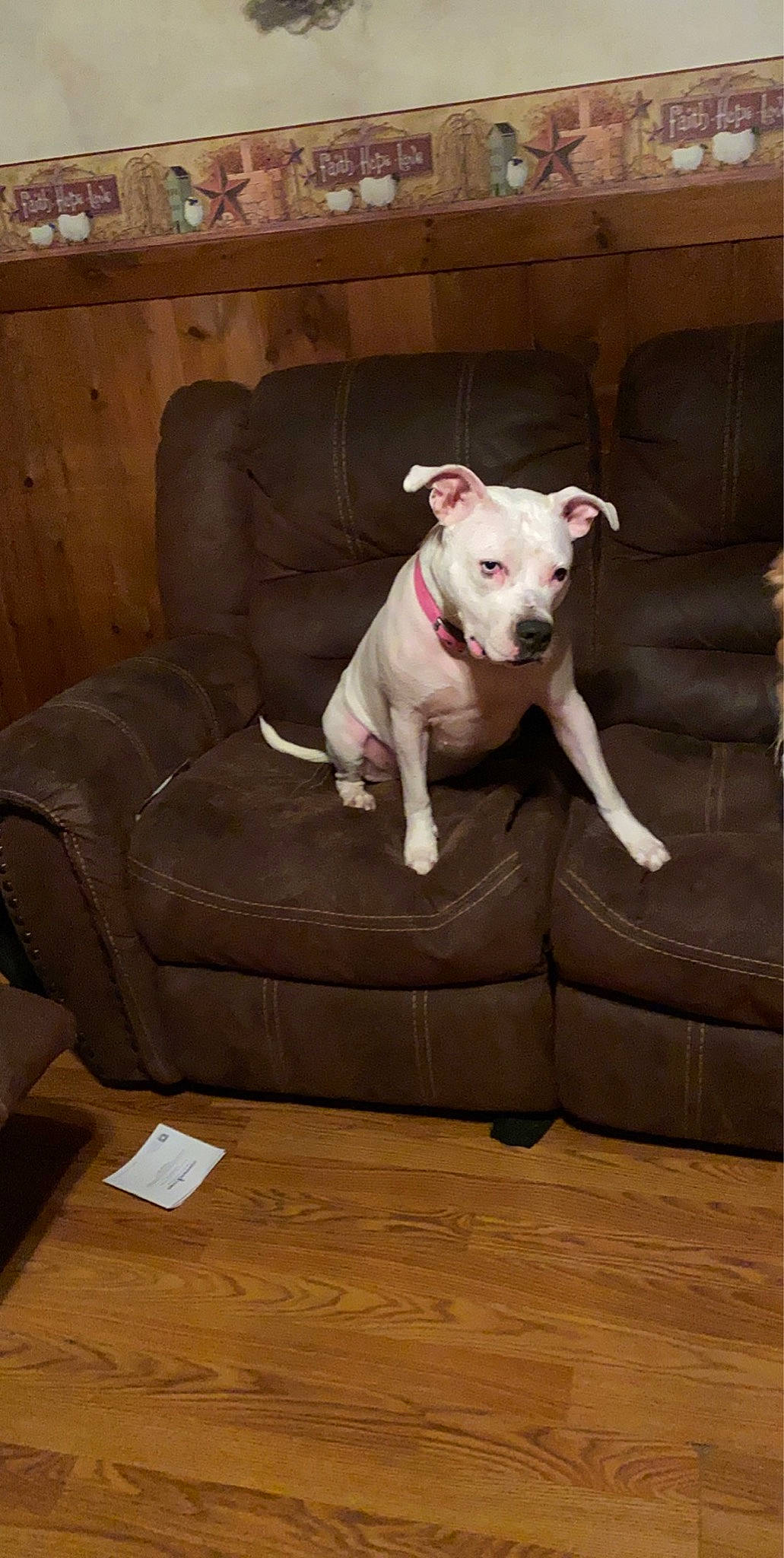 Lilly Mae joined the competition — help win amazing prizes! brown, canidae, carnivore, companion_dog, couch, dog, dog_breed, floor, flooring, hardwood, home, interior_design, laminate_flooring, liver, living_room, studio_couch, wood, wood_flooring, working_animal