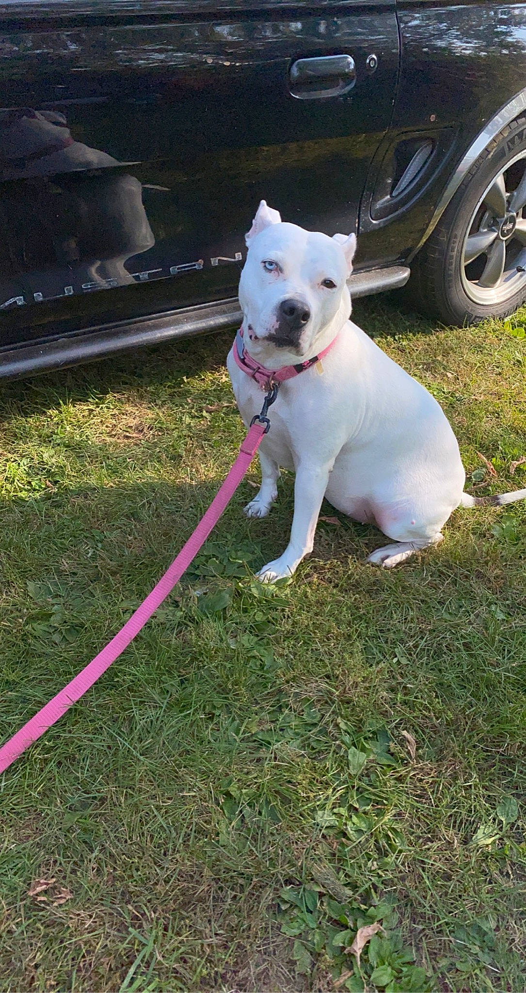 Lilly Mae is registered to the contest to win money with this photo: alloy_wheel, automotive_tire, carnivore, collar, companion_dog, dog, dog_breed, dog_collar, dog_supply, dogo_guatemalteco, fender, hubcap, leash, mammal, pet_supply, rim, snout, sporting_group, vehicle_door, working_animal