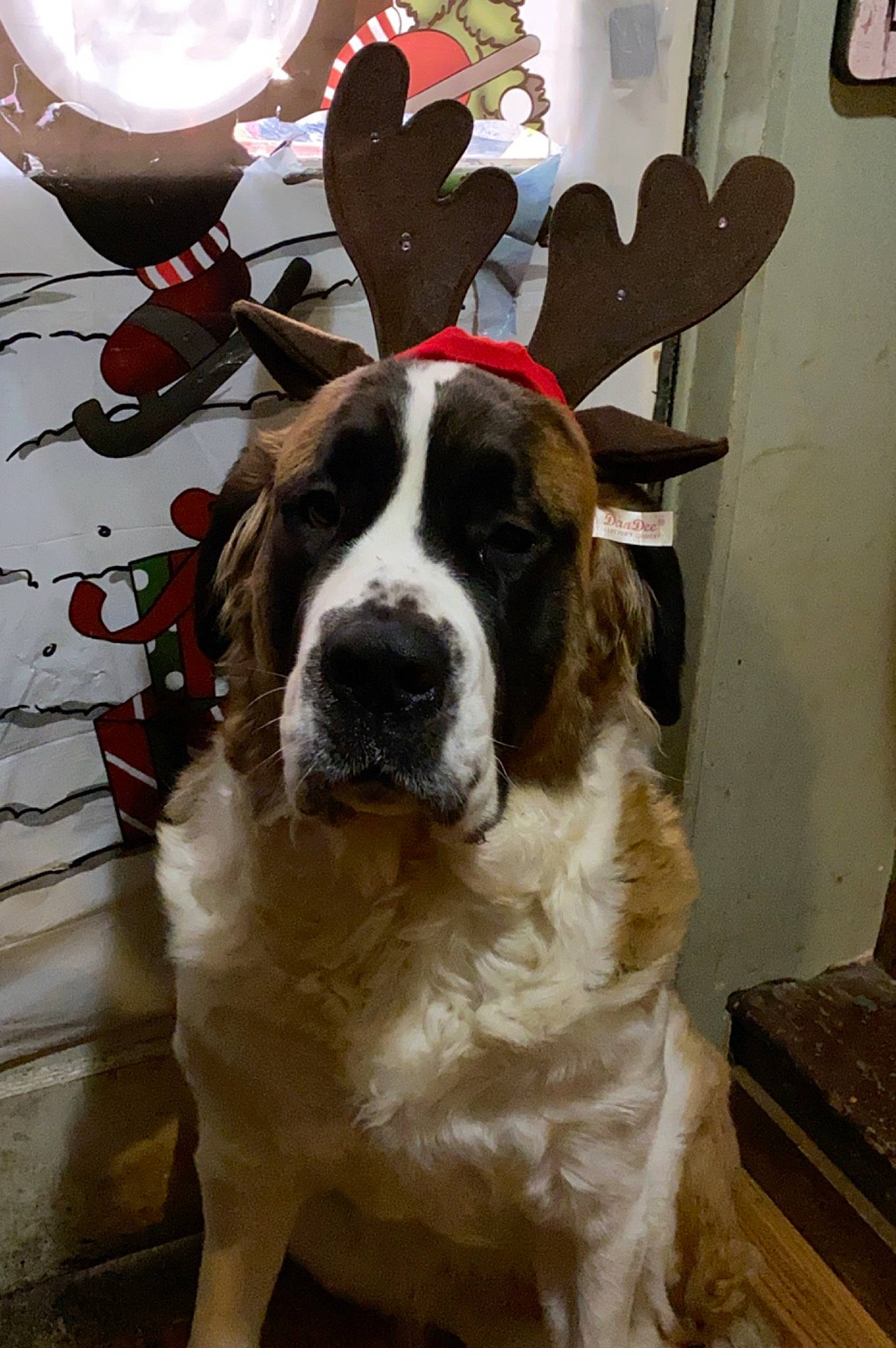 Willow Brady joined the competition — help win amazing prizes! canidae, carnivore, dog, dog_breed, fawn, giant_dog_breed, mammal, moscow_watchdog, pyrenean_mastiff, rare_breed_dog, sporting_group, st_bernard, vertebrate