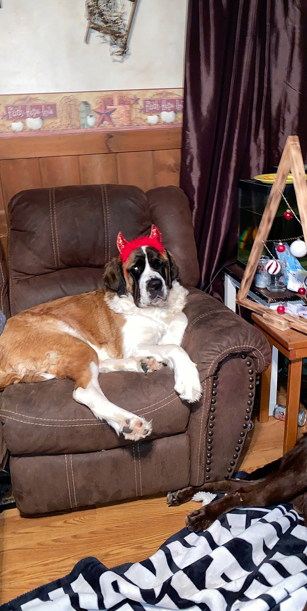 Willow Brady is registered to the contest to win money with this photo: boston_terrier, boxer, canidae, carnivore, companion_dog, dog, dog_breed, fawn, furniture, mammal, non_sporting_group, snout