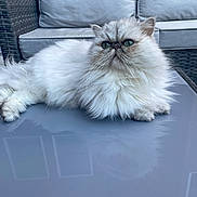 Puff joined the competition — help win amazing prizes! animal, cat, closeup, couch, cushion, domestic_cat, face, fluffy, fur, furniture, green_eyes, lying_down, outdoor, patio, persian_cat, pet, relaxed, table, whiskers, white_cat