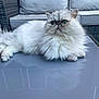 animal, cat, closeup, couch, cushion, domestic_cat, face, fluffy, fur, furniture, green_eyes, lying_down, outdoor, patio, persian_cat, pet, relaxed, table, whiskers, white_cat