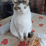 Bleuet participe au concours pour gagner de l'argent avec cette photo : blanket, brick, cat, clock, curious, decorations, domestic_cat, feline, fireplace, floral_tablecloth, green_eyes, household_items, indoor, lamp, living_room, pet, photographs, sofa, statue, table