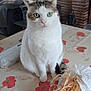 blanket, brick, cat, clock, curious, decorations, domestic_cat, feline, fireplace, floral_tablecloth, green_eyes, household_items, indoor, lamp, living_room, pet, photographs, sofa, statue, table