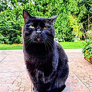 Bagherra a rejoint le concours — aidez-le/la à gagner de superbes lots ! animal, black_cat, cat, closeup, cute, daylight, domestic_cat, feline, fur, garden, greenery, mammal, nature, outdoor, pet, portrait, sitting, tile_floor, whiskers, yellow_eyes