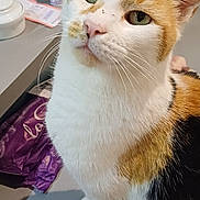Molly participe au concours pour gagner de l'argent avec cette photo : cat, calico, green_eyes, whiskers, indoor, kitchen_counter, domestic, pet, feline, curious, close_up, fur, animal, table, water_bottle, household_items, seated, looking_up, cute, mammal