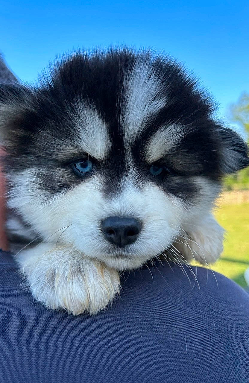 Ulyne a rejoint le concours — aidez-le/la à gagner de superbes lots ! ancient_dog_breeds, canidae, carnivore, companion_dog, dog, dog_breed, electric_blue, fur, non_sporting_group, puppy, sky, sled_dog, snout, sporting_group, terrestrial_animal, whiskers, wildlife, working_animal, working_dog