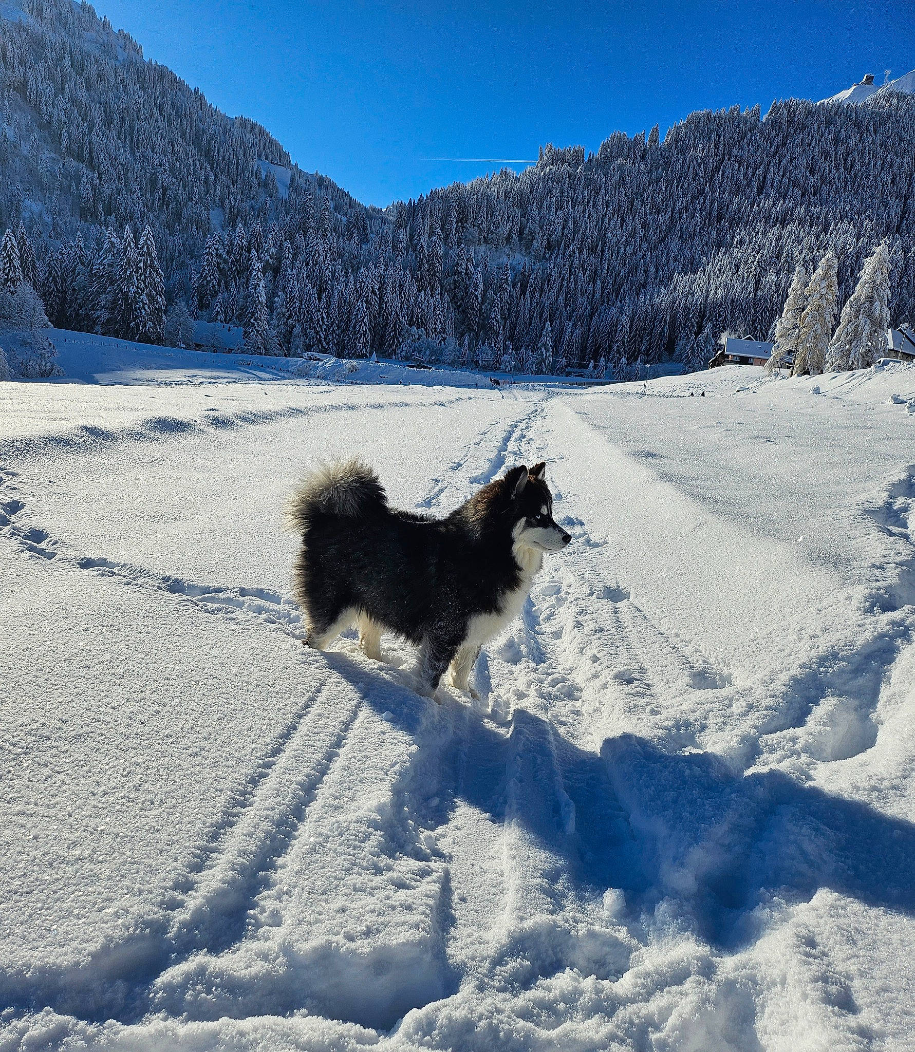 Ulyne participe au concours pour gagner de l'argent avec cette photo : canidae, carnivore, dog, dog_breed, electric_blue, freezing, geological_phenomenon, glacial_landform, landscape, mountain, mountain_range, mountainous_landforms, plant, sky, slope, snow, sporting_group, tree, wilderness, winter