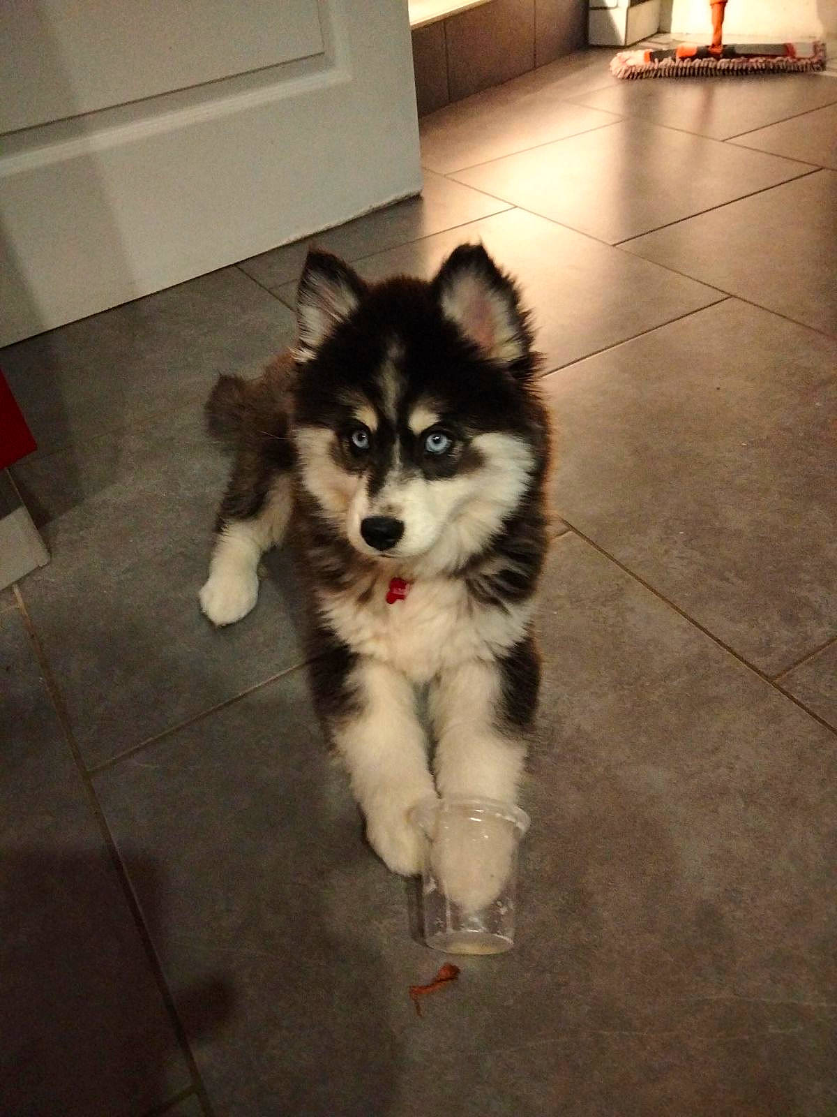 Ulyne participe au concours pour gagner de l'argent avec cette photo : canidae, canis, carnivore, companion_dog, dog, dog_breed, floor, flooring, fur, hardwood, non_sporting_group, picture_frame, siberian_husky, sled_dog, snout, sporting_group, tail, toy_dog, working_animal, working_dog