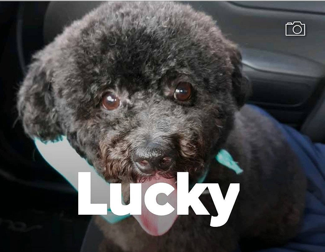 Lucky is registered to the contest to win money with this photo: automotive_tire, canidae, carnivore, companion_dog, dog, dog_breed, fur, labradoodle, non_sporting_group, snout, sporting_group, terrestrial_animal, terrier, toy, toy_dog, vehicle_door, water_dog, working_animal