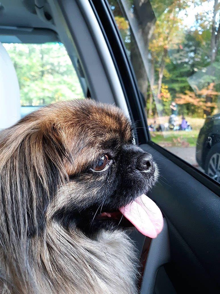 Japedo is registered to the contest to win money with this photo: auto_part, automotive_design, automotive_mirror, canidae, car, carnivore, companion_dog, dog, dog_breed, fawn, liver, motor_vehicle, pekingese, plant, primate, snout, sporting_group, toy_dog, vehicle_door, wheel
