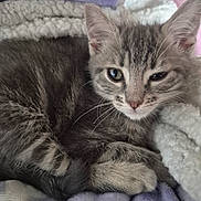 Moon participe au concours pour gagner de l'argent avec cette photo : animal, blanket, cat, close_up, cozy, curled_up, cute, ears, eyes, fur, gray_tabby, indoor, kitten, paws, pet, relaxed, resting, sleepy, soft_texture, whiskers