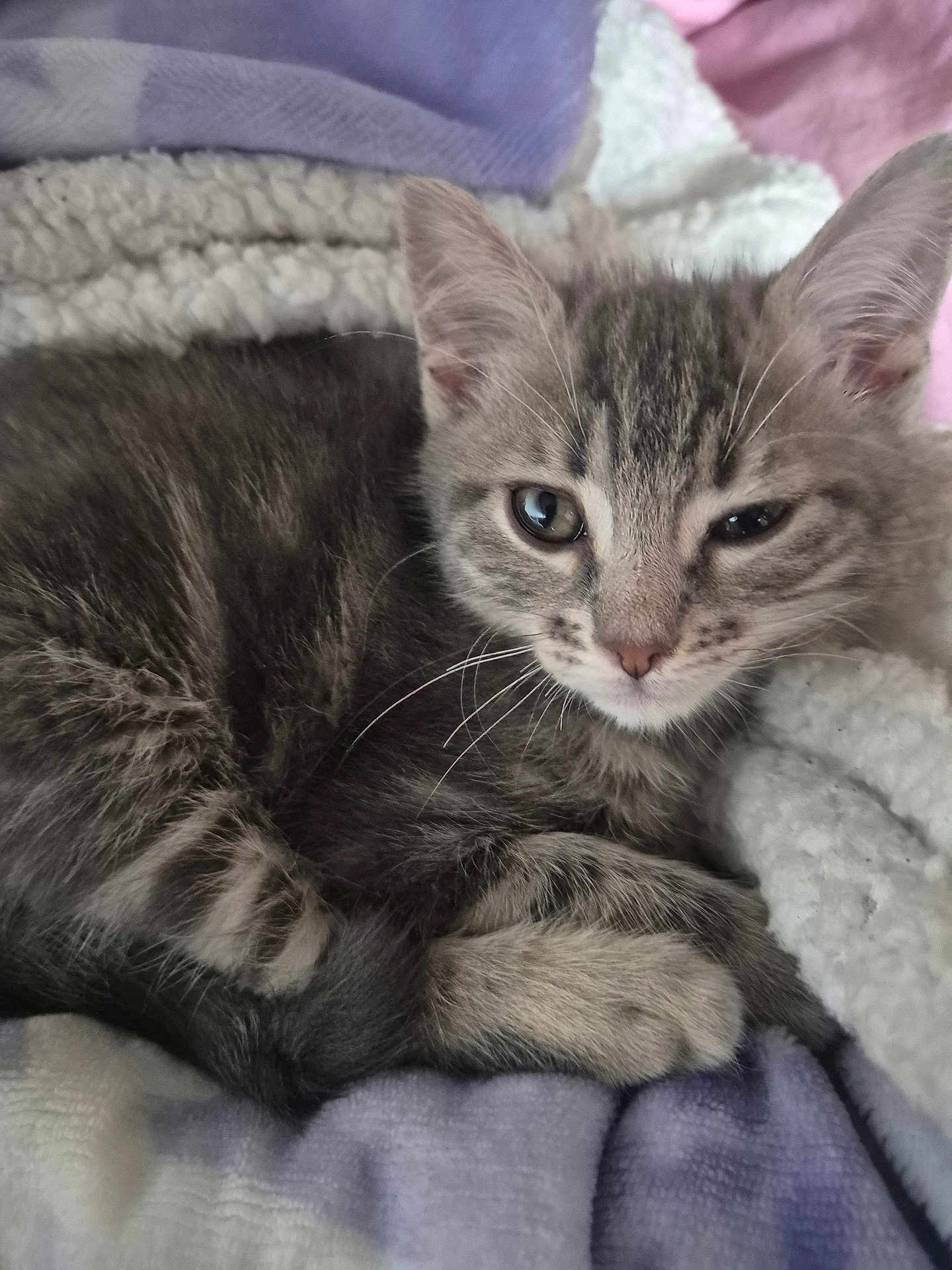 Moon participe au concours pour gagner de l'argent avec cette photo : animal, blanket, cat, close_up, cozy, curled_up, cute, ears, eyes, fur, gray_tabby, indoor, kitten, paws, pet, relaxed, resting, sleepy, soft_texture, whiskers
