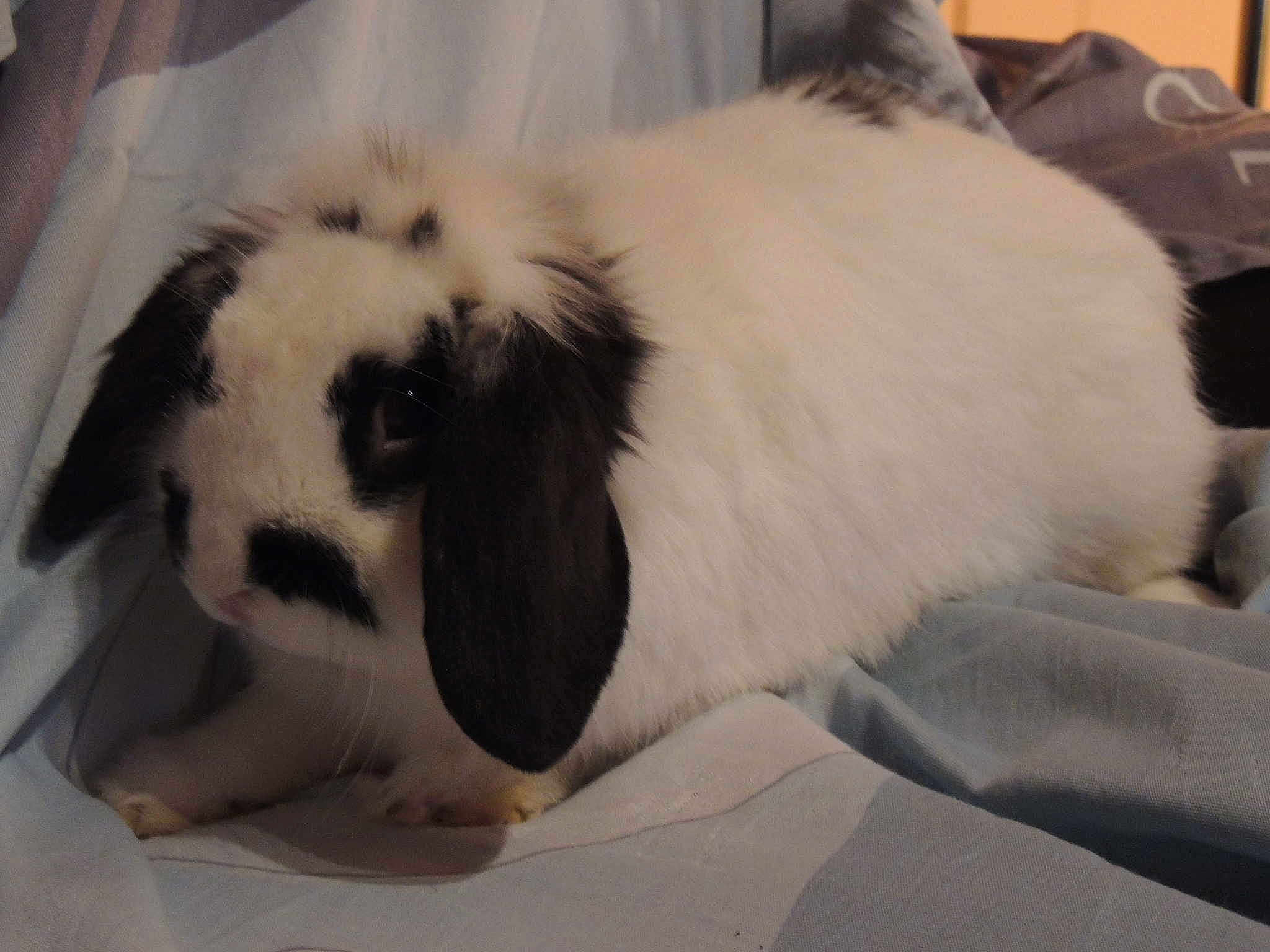 Coco
