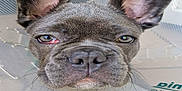 Abby participe au concours pour gagner de l'argent avec cette photo : dog, french_bulldog, closeup, ears, cone, protective_collar, pet, animal, face, expression, tired, indoor, fur, snout, nose, whiskers, eye, pink_eye, portrait, cute