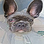 dog, french_bulldog, closeup, ears, cone, protective_collar, pet, animal, face, expression, tired, indoor, fur, snout, nose, whiskers, eye, pink_eye, portrait, cute